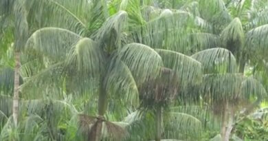 Agrocultura deste domingo (11) traz resgate da Palmeira Juçara da Mata Atlântica