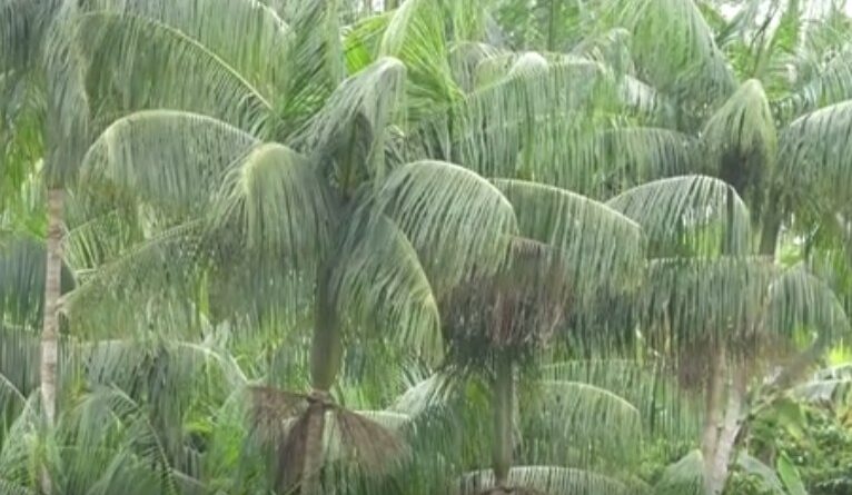 Agrocultura deste domingo (11) traz resgate da Palmeira Juçara da Mata Atlântica