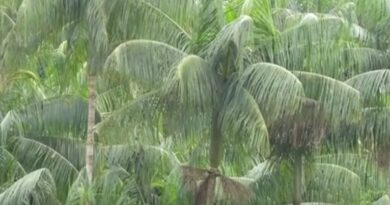 Agrocultura deste domingo (18) mostra ressurgimento da ﻿Palmeira Juçara, na Mata Atlântica