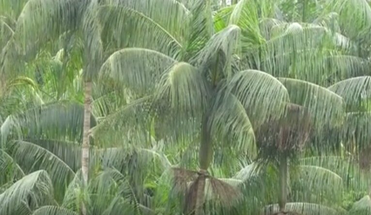 Agrocultura deste domingo (18) mostra ressurgimento da ﻿Palmeira Juçara, na Mata Atlântica