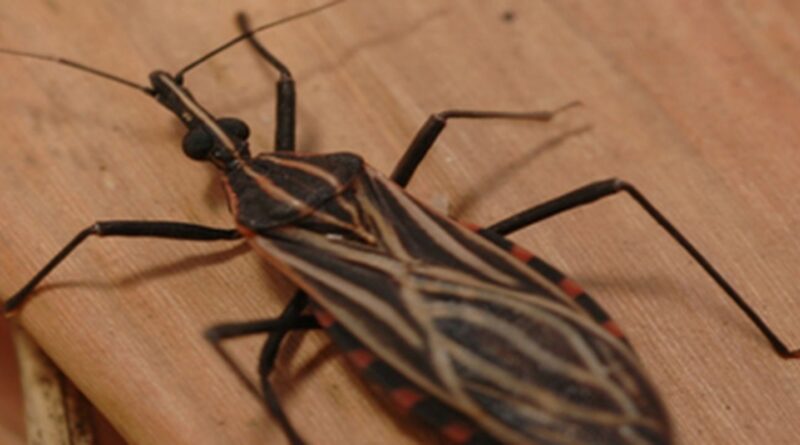 Ananindeua, no Pará, tem surto de casos da doença de Chagas