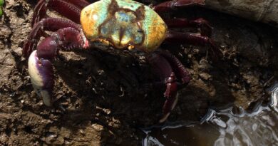 Calendário de defeso do caranguejo-uçá começa dia 18 próximo