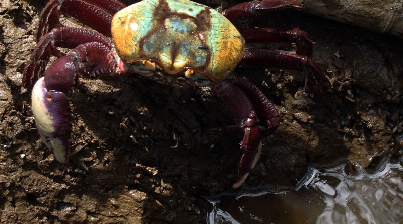 Calendário de defeso do caranguejo-uçá começa dia 18 próximo