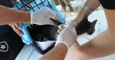 Conselho de Veterinária alerta para doença que afeta gatos