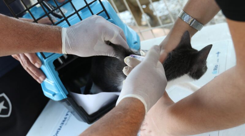 Conselho de Veterinária alerta para doença que afeta gatos