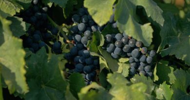 Documentário sobre cultura vinícola no país tem exibição na TV Brasil