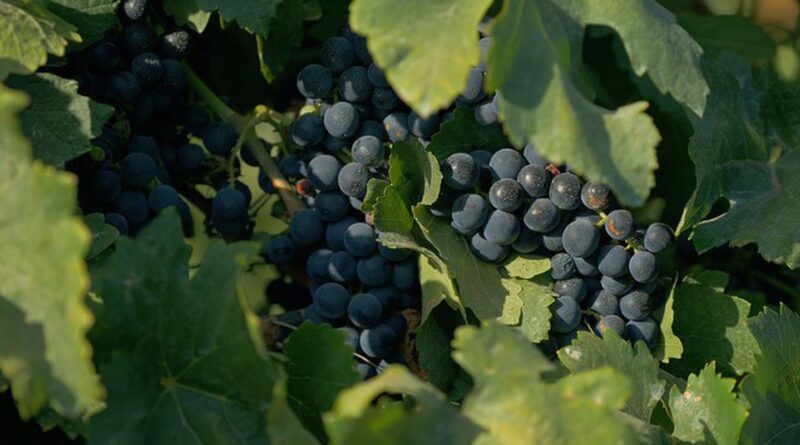 Documentário sobre cultura vinícola no país tem exibição na TV Brasil