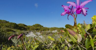 Inpe confirma redução de desmatamento na maioria dos biomas em 2024