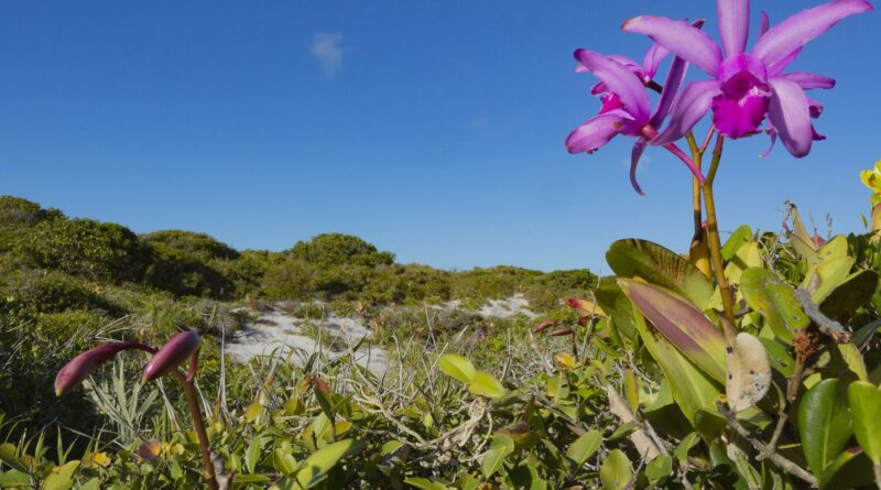 Inpe confirma redução de desmatamento na maioria dos biomas em 2024