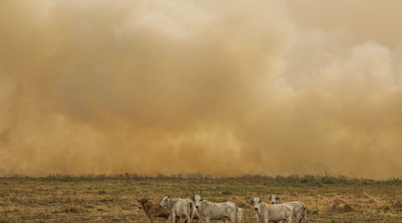 Janeiro tem número de focos de calor duas vezes maior que a média