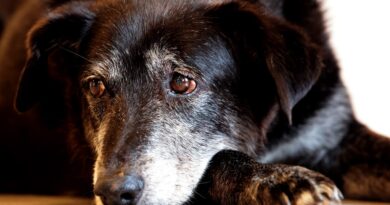 Justiça condena lojista a 5 anos de reclusão por maus-tratos a cães