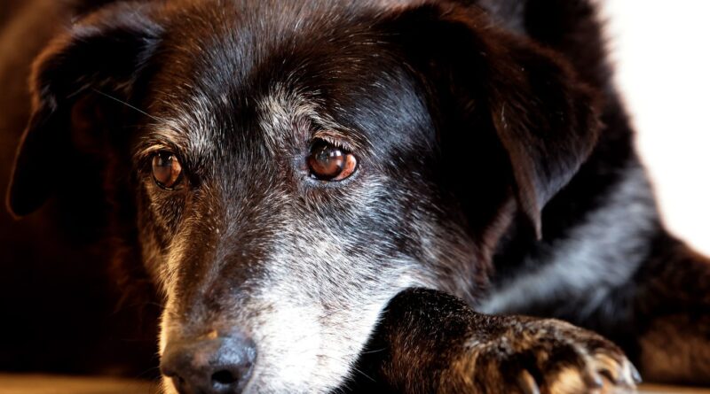 Justiça condena lojista a 5 anos de reclusão por maus-tratos a cães