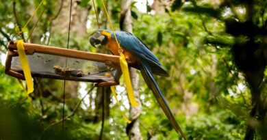 Parque Nacional da Tijuca recebe primeira soltura de araras-canindés