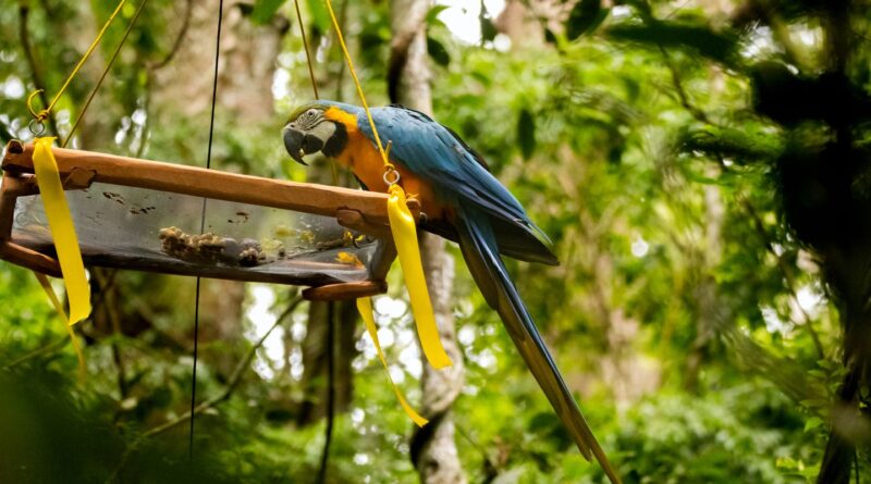 Parque Nacional da Tijuca recebe primeira soltura de araras-canindés