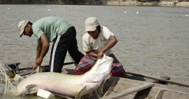 Pesquisa inédita com genoma protege espécies de peixes da Amazônia