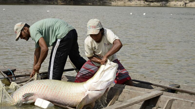 Pesquisa inédita com genoma protege espécies de peixes da Amazônia
