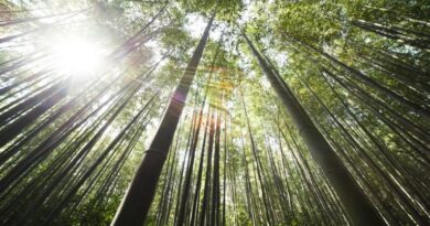 Repórter Eco deste domingo (11) traz estudo da Unicamp que produziu petisco a partir do bambu e da mandioca