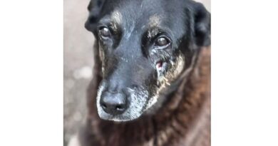 Saiba que sanções podem ser aplicadas a jovens que mataram cão Orelha