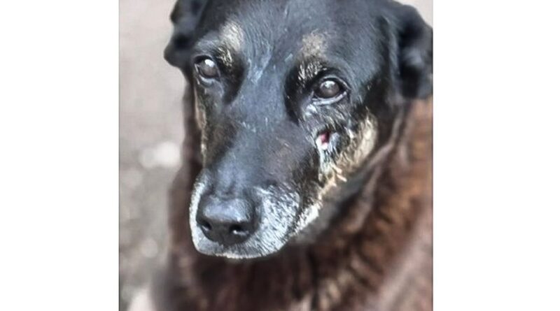 Saiba que sanções podem ser aplicadas a jovens que mataram cão Orelha