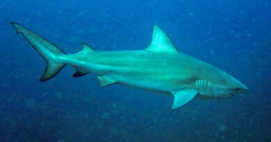 Tubarão-cabeça-chata é provável espécie que atacou garoto em Olinda
