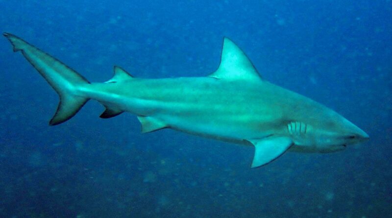 Tubarão-cabeça-chata é provável espécie que atacou garoto em Olinda