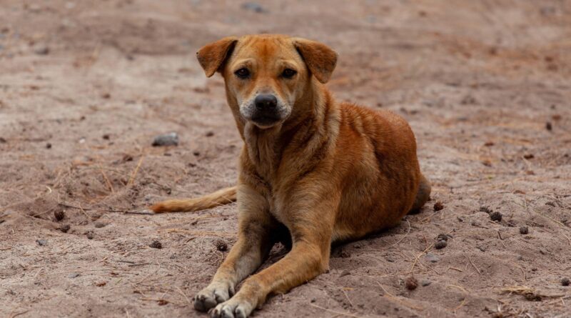Vira-lata caramelo se torna expressão cultural de São Paulo