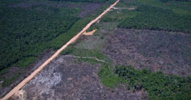 Alertas de desmatamento caem 35% na Amazônia e 6% no Cerrado