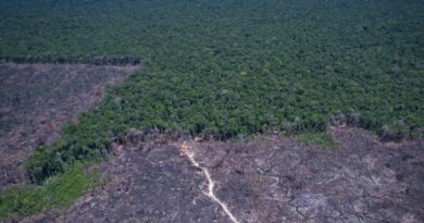 Amazônia Legal: desmatamento prevalece em torno de áreas protegidas