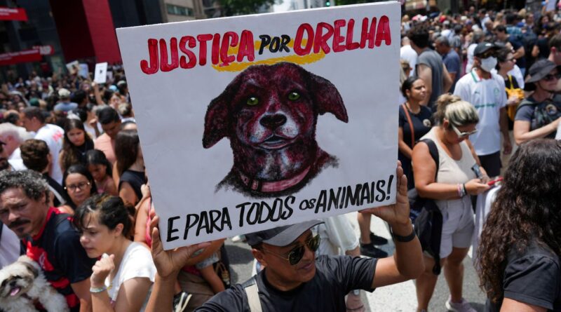 Caso Orelha: polícia pede internação de adolescente envolvido no crime