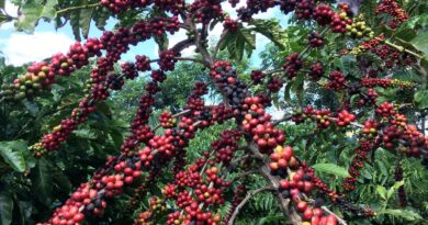 Conab prevê colheita recorde de café com crescimento de 17,1% em 2026