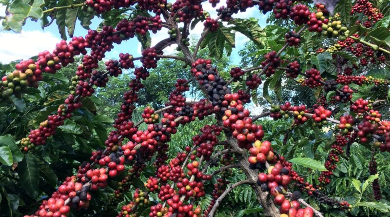 Conab prevê colheita recorde de café com crescimento de 17,1% em 2026