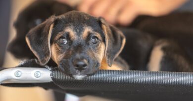 Convívio com animais e ações educativas ensinam a combater violência