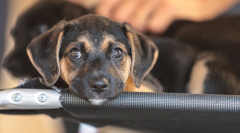 Convívio com animais e ações educativas ensinam a combater violência
