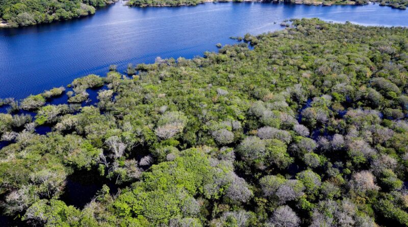 Governo lança edital para combate ao desmatamento na Amazônia