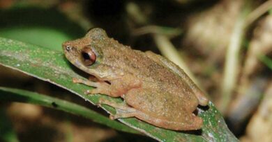 Nova espécie de perereca é descoberta no Cerrado mineiro