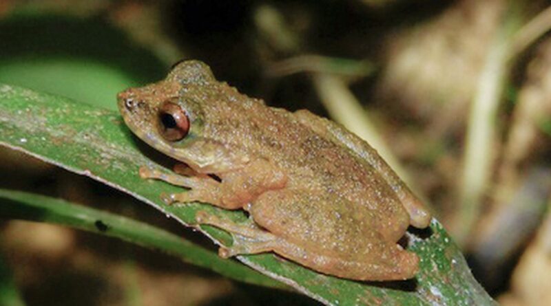 Nova espécie de perereca é descoberta no Cerrado mineiro