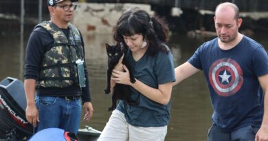 Senado aprova política de proteção a animais resgatados em desastres