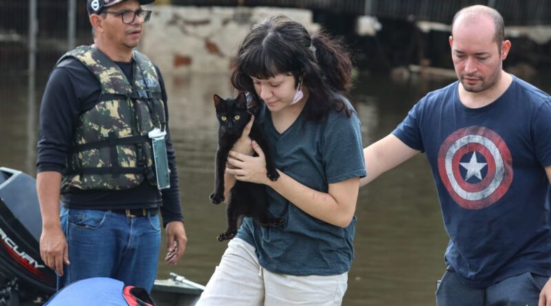 Senado aprova política de proteção a animais resgatados em desastres