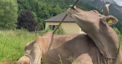 Vaca que "coça as costas" intriga pesquisadores e pode mudar o que se sabia sobre os bovinos