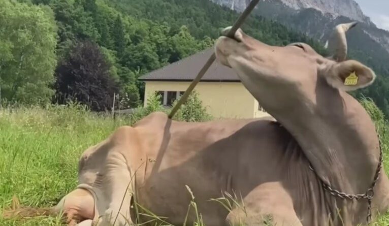 Vaca que "coça as costas" intriga pesquisadores e pode mudar o que se sabia sobre os bovinos