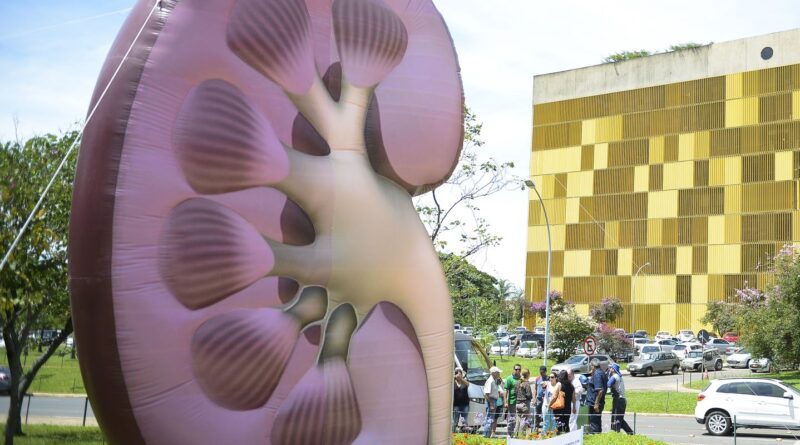 Dia Mundial do Rim: doenças renais são silenciosas e exigem atenção