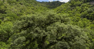 Seleção TV Brasil: conheça os 12 contemplados na linha sobre natureza
