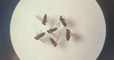 Subnotificados, casos de Oropouche atingem 2% da população brasileira