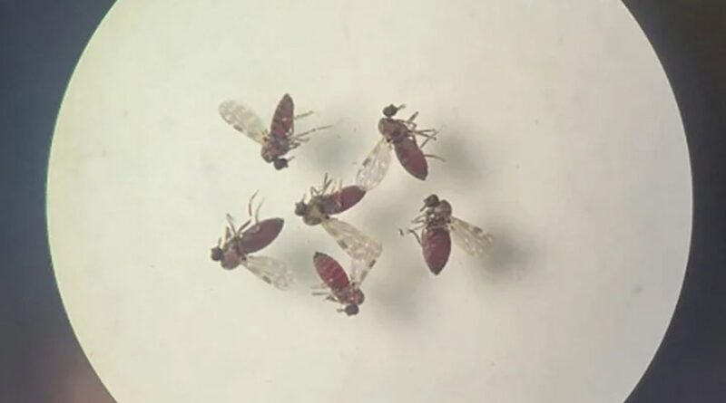 Subnotificados, casos de Oropouche atingem 2% da população brasileira