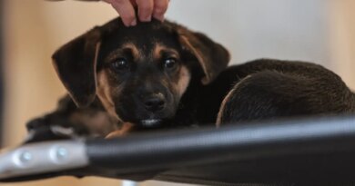 Lei define guarda compartilhada de pets; veja detalhes