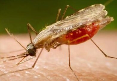 Cientistas da Fiocruz podem produzir vacina completa contra a malária