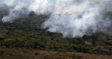 Copernicus: emissão global de gases por incêndios é a menor em 24 anos