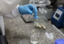 Doença de Newcastle: protocolos sanitários são cumpridos em SC