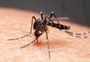 Mudanças climáticas já causam aumento de doenças infecciosas no país